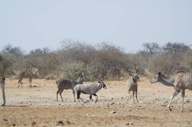 Afrika bozkırlarında bir grup vahşi geyik.