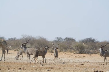 Afrika bozkırlarında bir grup vahşi su sutyeni.