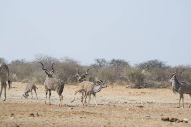 Afrika bozkırlarında bir grup vahşi geyik.