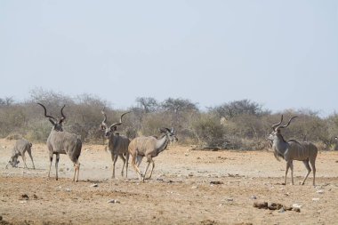 Savananın ortasında vahşi bir grup hayvan.