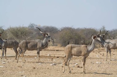 Namibya 'daki Etoşa Ulusal Parkı' nda bir grup ceylan.