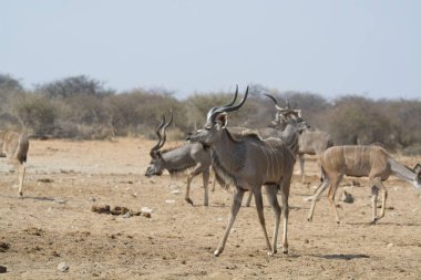 Afrika dışkısı - bok - x - bok dex (cerugazsha) dünyanın en büyük ve büyük hayvanlarından biridir.