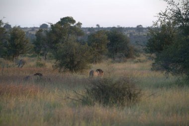 Vahşi atlar bozkırda