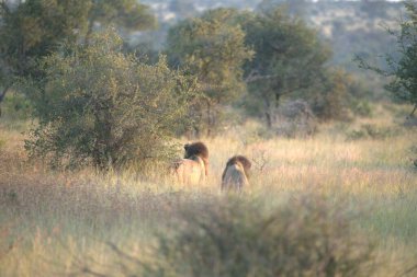 Aşık genç bir kadın yazın günbatımında tarlada yürüyor.