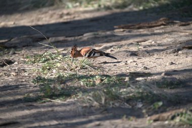 Siyah saçlı sincap (Sciurus carolinensis), bir memeli.