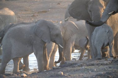 Vahşi doğadaki fil ailesi