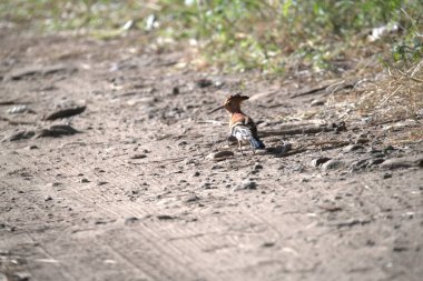 yerdeki kahverengi yılan