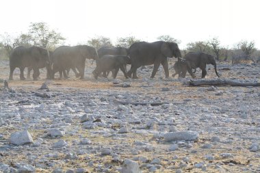 Afrika savanasındaki filler
