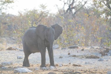 Kruger Ulusal Parkı 'nda fil, Güney Afrika