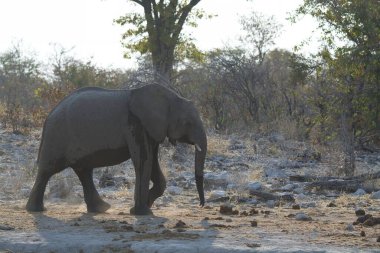 Kruger Ulusal Parkı 'ndaki fil, Güney Afrika