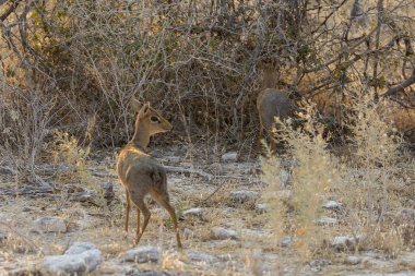Ormanda genç bir erkek geyiğin yakın çekimi.
