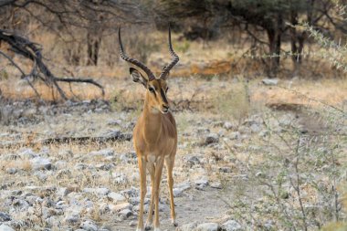 Savanadaki antilop bozkırda