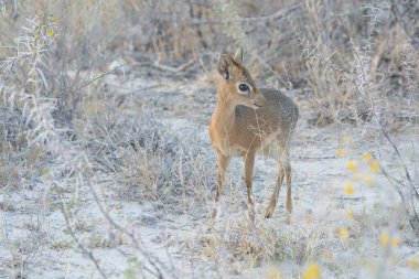 Kızıl geyik veya geyik (elagelaphelus) doğal bir yaşam alanındadır..