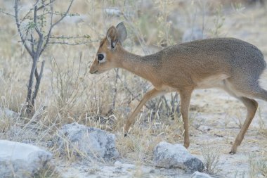 Hayvanat bahçesindeki genç geyik