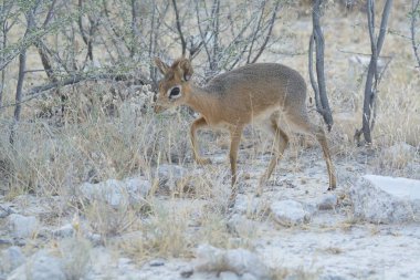 Çölde güzel bir geyik resmi.