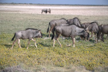 Afrika bozkırlarında vahşi geyikler