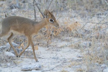 Çölde genç bir geyik