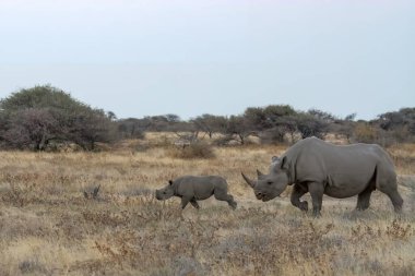 Afrika Savannah gergedan