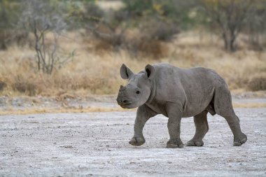 Afrika bozkırlarındaki gergedan.