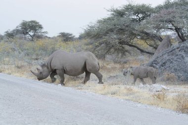 Afrika savanındaki bir grup beyaz gergedan, Güney Afrika