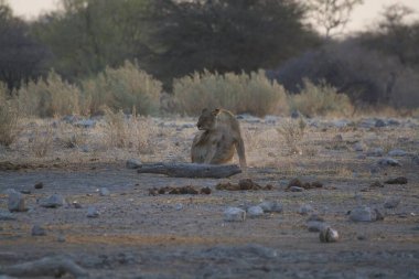 Namibya 'daki Etoşa Milli Parkı' nda aslan.