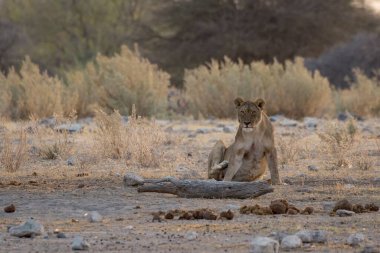 Namibya çölündeki aslan
