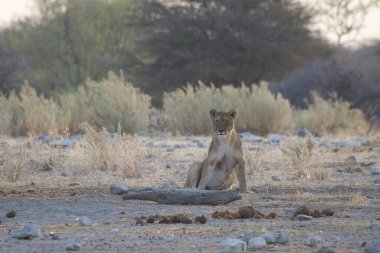 Güzel vahşi bir kedi bozkırda