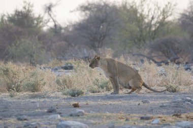 Kumda duran dişi bir aslan.
