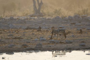 Ormandaki kırmızı geyik