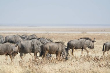 Etoşa Parkı, Namibya 'da bir grup antilop.