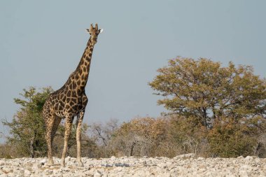 Kenya 'nın savanasında bir zürafa. Batı Afrika' nın savanasında.
