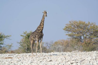 Kruger Ulusal Parkı 'nda zürafa, Güney Afrika
