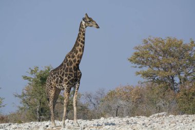 Kenya savanasında zürafa