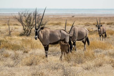 Namibya, Afrika 'da bir grup zebra.