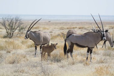 Namibya 'daki Etoşa Ulusal Parkı' nda bir çift ceylan