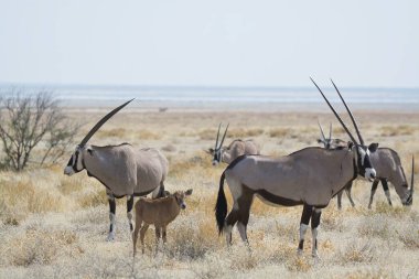 Afrika bozkırında vahşi zex