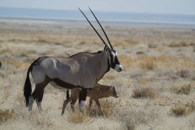 Namibya 'da vahşi bir antilop