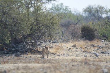 Namibya 'da aslan (panthera leo)