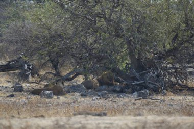 Çölde bir keçi sürüsü