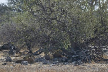Tarlanın ortasındaki ölüler ağacı..