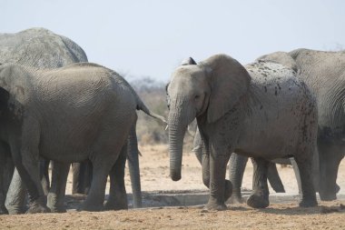 Botswana 'daki Chobe Nehri' ndeki su birikintisinde bir grup fil..