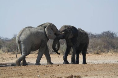 Etoşa 'da oynayan iki genç fil.