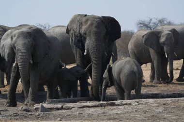 Afrika savanasındaki filler.