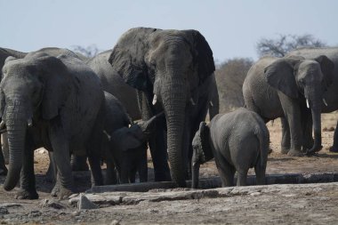 Afrika fili vahşi doğada, Güney Afrika