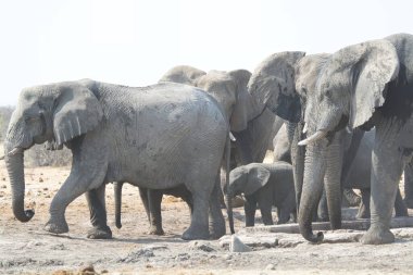 Etoşa Ulusal Parkı 'ndaki su birikintisinde filler.