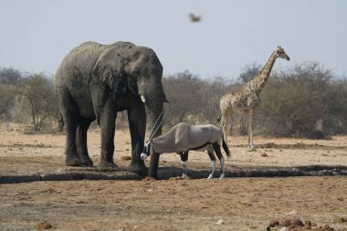 Afrika savanındaki fil.