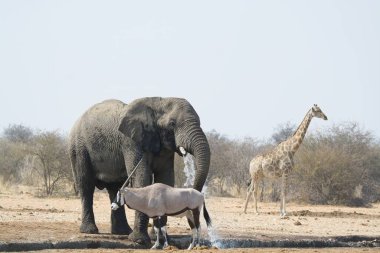 Afrika savanındaki fil.