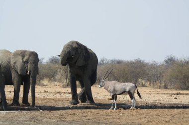 Bir grup fil Afrika bozkırlarında yerde yürüyorlar.