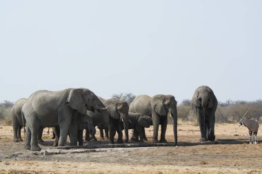 Afrika fili, lodonana afrikanası, suda yürüyen yetişkin erkek, botsvana