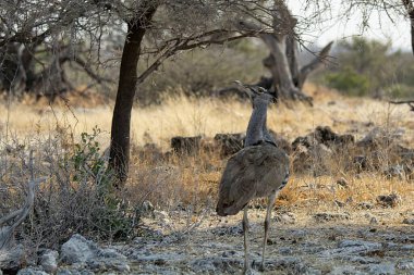 Çöldeki bir grup vahşi ördek..